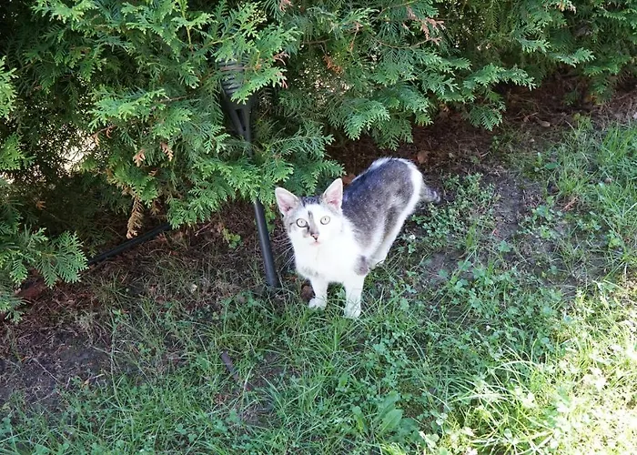 Appartement Czarodziejska Gora Kozubnik Daglezja